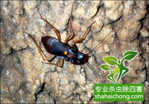 家里有蟑螂怎么办,蟑螂怎么消灭 杀蟑螂公司怎么样灭蟑螂