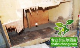 深圳白蚁防治公司防治白蚁的主要方法有哪些