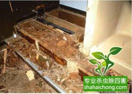 深圳白蚁防治白蚁来袭，当心！