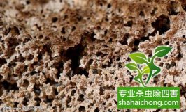 深圳白蚁防治公司解读深圳白蚁灭治的最佳时机