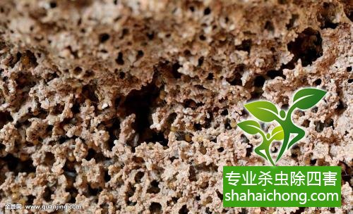 防治白蚁,白蚁防治方法 白蚁怎么治,白蚁防治方法