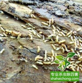 深圳白蚁防治公司教你遇到白蚁该如何去处理，处理的方法有那些？