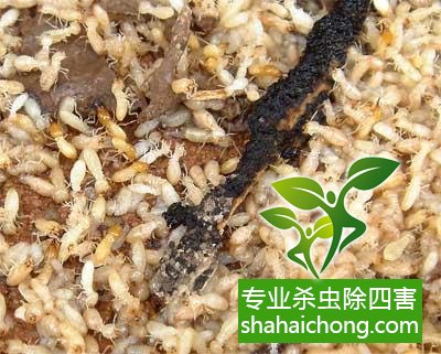 防治白蚁,白蚁防治方法 白蚁怎么治,怎么防治白蚁方法