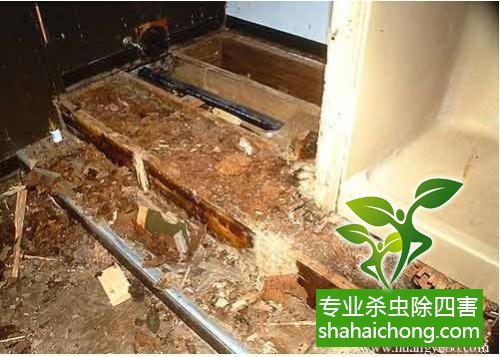 防治白蚁,白蚁防治方法 白蚁怎么治,怎么防治白蚁方法