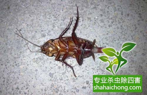 除蟑螂灭蟑螂的方法 如何消灭蟑螂,怎么样灭除蟑螂