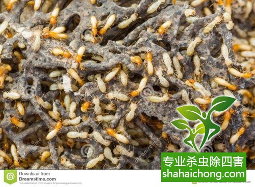 防治白蚁,白蚁防治方法 白蚁怎么治,怎么防治白蚁方法